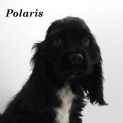 puppy, for, sale, Cocker Spaniel, Joe & Cherri  Overlease, dog, breeder, Miller, MO, dog-breeder, puppy-for-sale, forsale, nearby, find, puppyfind, locator, puppylocator, aca
